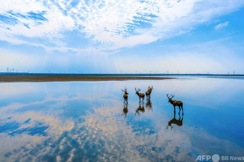 中国の知恵で「地球の難病」の治療に貢献