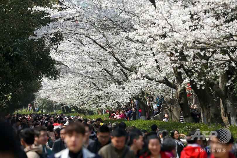 応援のお礼に…武漢大の名物の桜、医療チームは予約なしで見学可能に