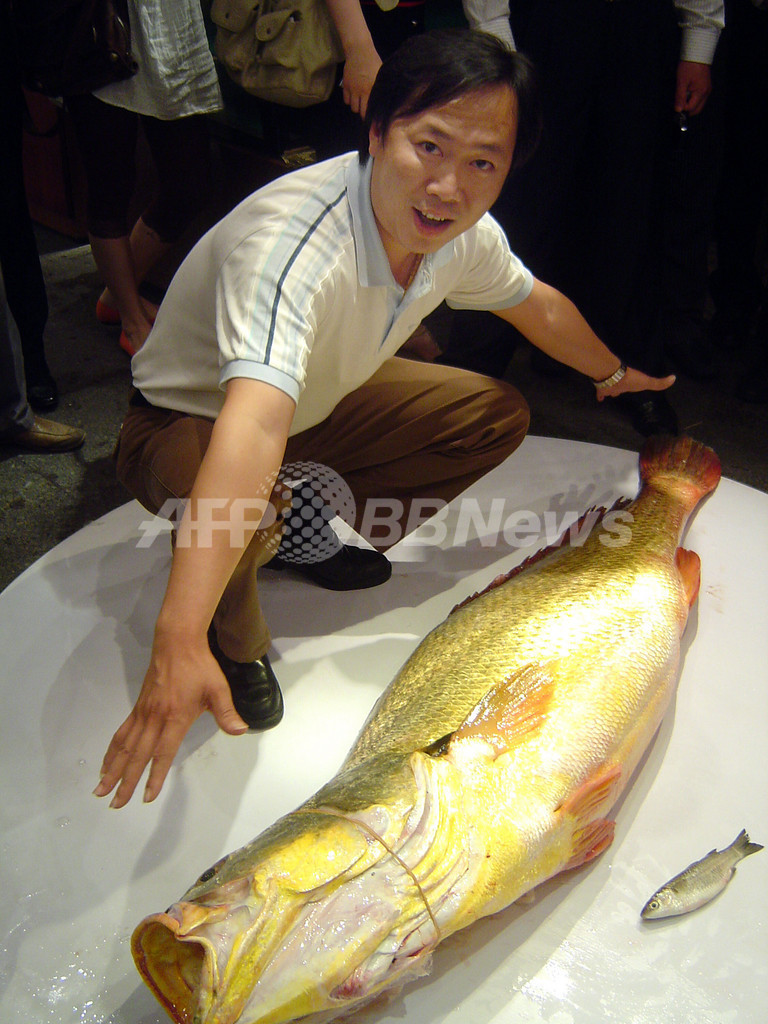 幸運を呼ぶ巨大な金の魚 レストラン店主が0万円で購入 中国 写真1枚 国際ニュース Afpbb News