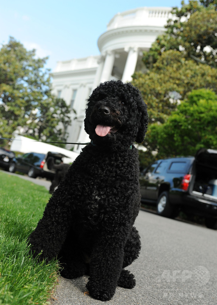 政権移行で不安に オバマ一家の愛犬 招待客の少女にかみつく 写真1枚 国際ニュース Afpbb News