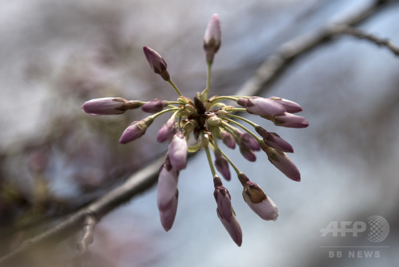 米首都ワシントンの桜 つぼみほころぶ 嵐予報に懸念 写真11枚 国際ニュース Afpbb News