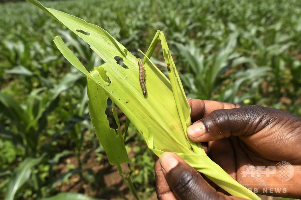 アフリカで壊滅的食害もたらした害虫、アジアで初確認 研究者が警鐘 アフリカで壊滅的食害もたらした害虫、アジアで初確認 研究者が警鐘