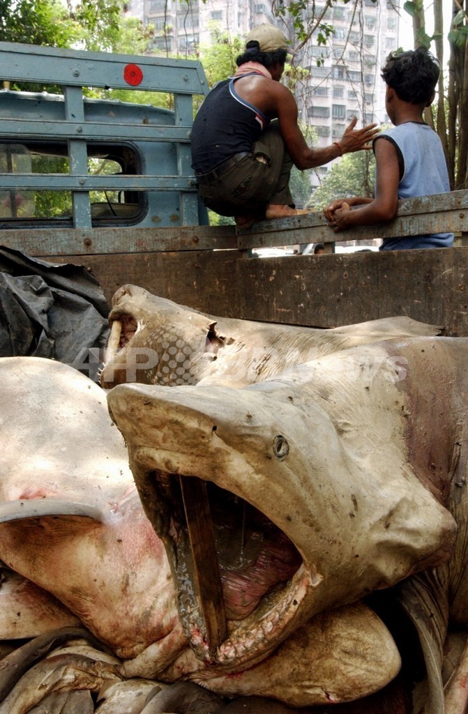 サメ捕獲量、最多国はインドとインドネシア サメ捕獲量、最多国はインドとインドネシア