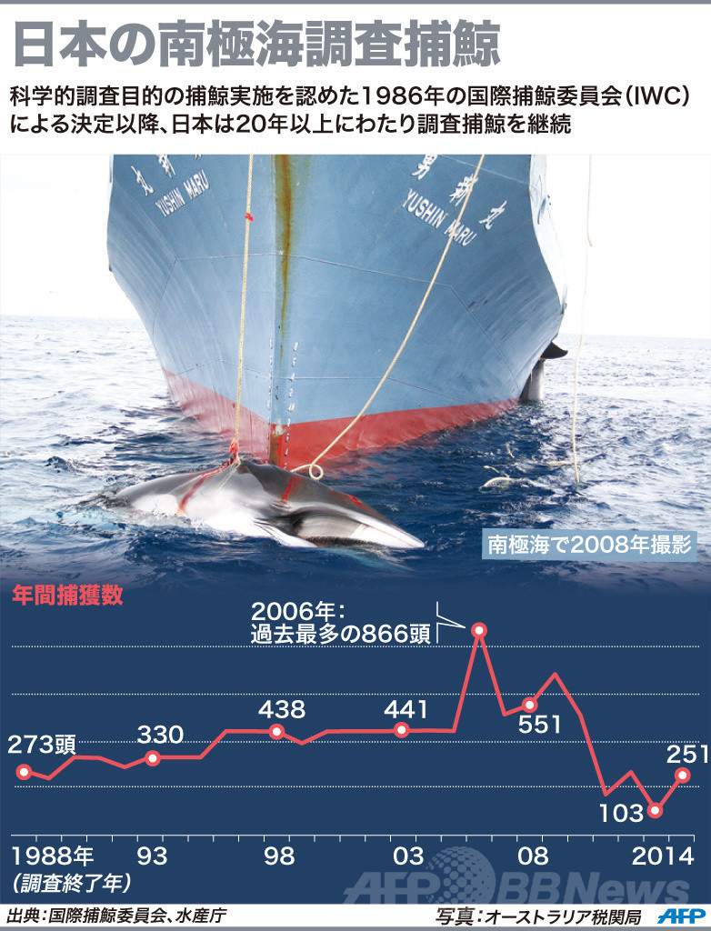 南極海調査捕鯨、今季は251頭捕獲 水産庁 南極海調査捕鯨、今季は251頭捕獲 水産庁