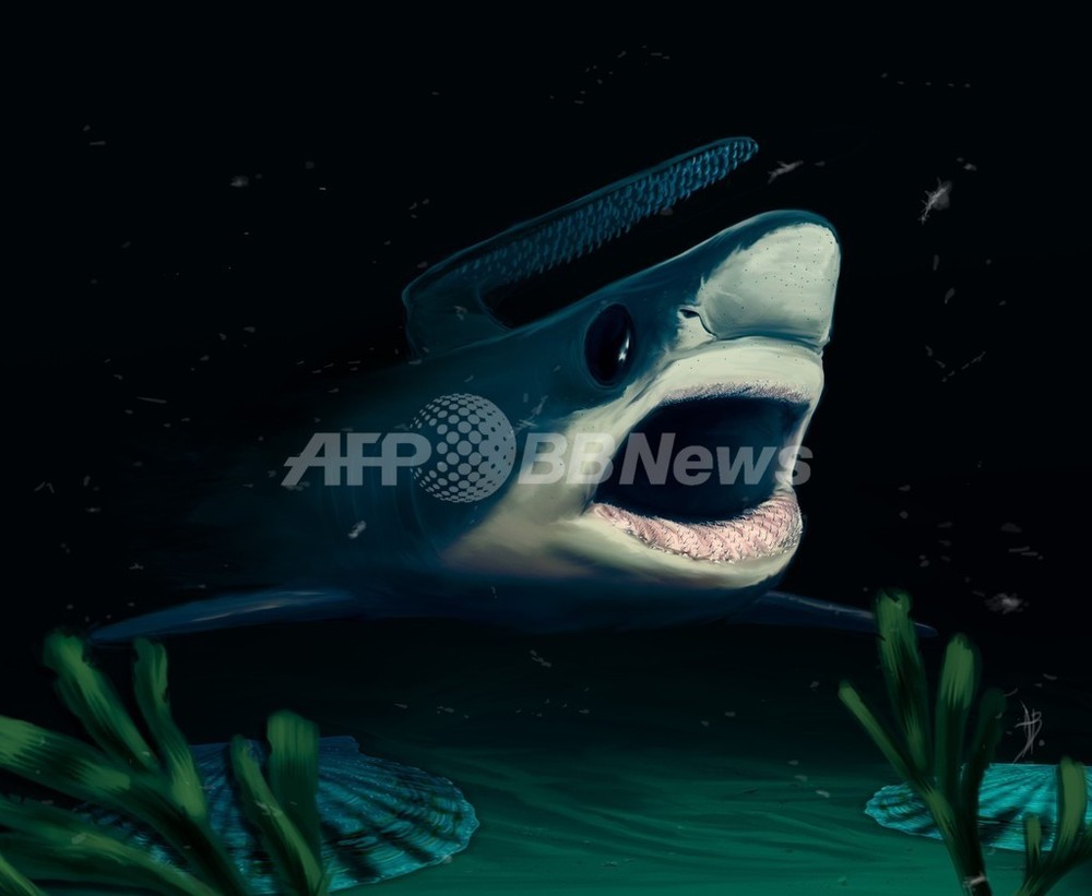 古代の小型サメ 大量絶滅を生き延びていた可能性 研究 写真1枚 国際ニュース Afpbb News