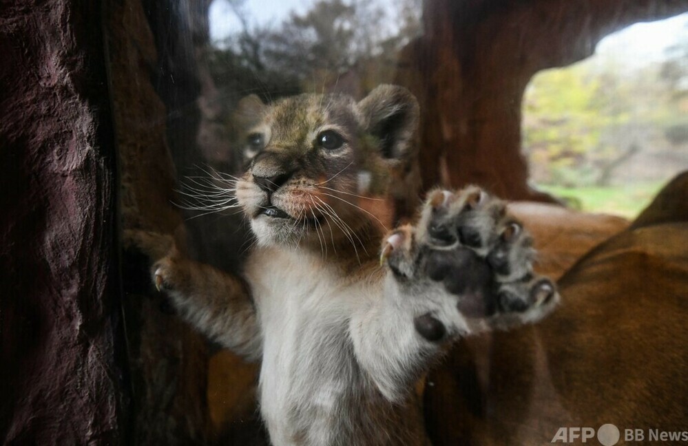 今日の1枚】人待ち顔のライオンの赤ちゃん ドイツ 写真4枚 国際