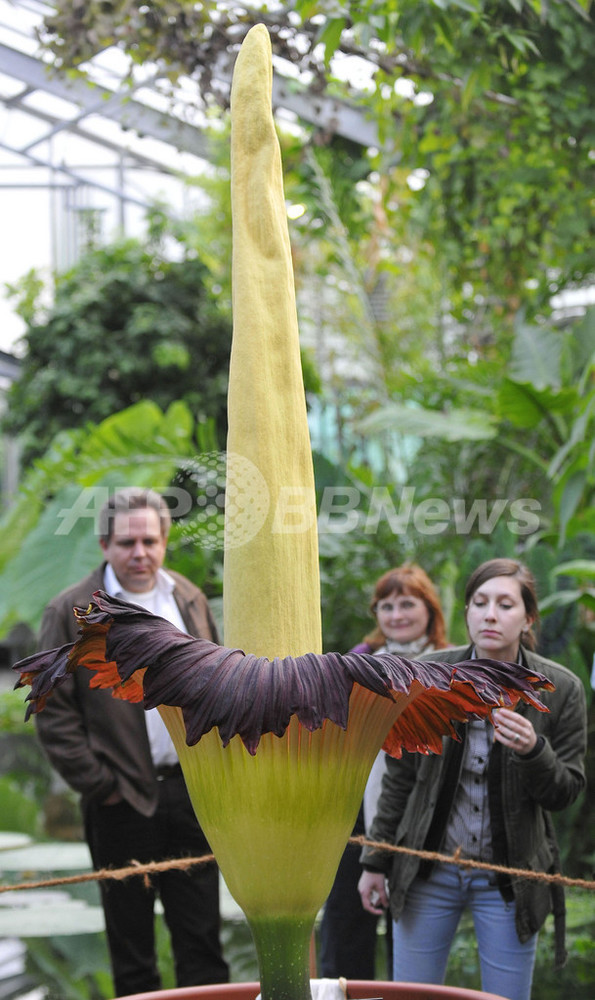 死臭のにおい？ 高さ2メートルの「死体花」 ドイツ 写真4枚 国際