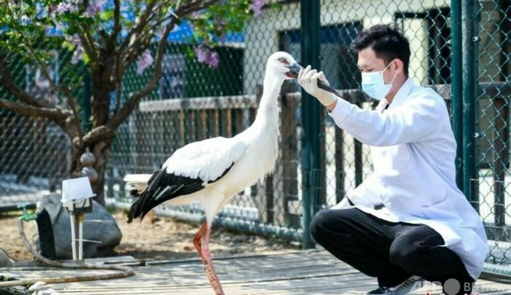 天津で中国初となるコウノトリへの能動義足の装着を完了