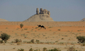 2007年11月19日、サウジアラビアの首都リヤド（Riyadh）の郊外で実施された砂漠ツアーで見かけられたラクダ。(c)AFP/HASSAN AMMAR