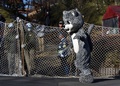 東京・日野市の多摩動物公園で行われた捕獲訓練に登場したユキヒョウ役の職員（2015年2月10日撮影）。(c)AFP/TOSHIFUMI KITAMURA