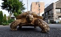 東京・月島の道を歩く亀のボンちゃん（2015年6月10日撮影）。(c)AFP/KAZUHIRO NOGI
