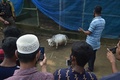 バングラデシュ・チャリグラムの農場で飼育されている体高51センチの牛「ラニ」の写真を撮る人々（2021年7月6日撮影）。(c)Munir Uz zaman / AFP