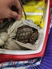 タイ・バンコク近郊スワンナプーム国際空港で押収された、インド人の男の手荷物から発見されたホシガメ。国立公園・野生動物・植物保全局（DNP）提供（2022年7月5日撮影、公開）。(c)AFP PHOTO / Thailand&apos;s Department of National Parks, Wildlife and Plant Conservation
