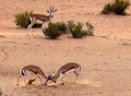 アラブ首長国連邦（UAE）アブダビ東部アルアイン近郊のテラルリゾートで、角を突き合わせ戦う「リーム」と呼ばれるサンドガゼル（2021年1月26日撮影）。(c)Karim SAHIB / AFP
