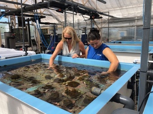 米水族館、大西洋サンゴの人工繁殖に初成功 保護に望み