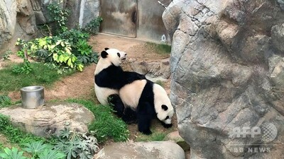 動画 新型コロナでプライバシー獲得 10年レスのパンダがついに交尾 香港 写真1枚 国際ニュース Afpbb News