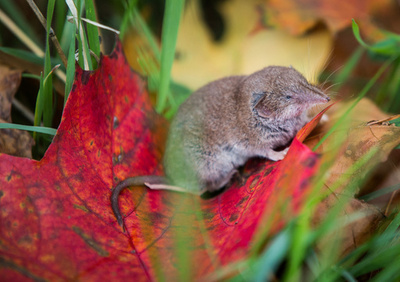 中国でトガリネズミ由来の新種ウイルスに35人感染 米医学誌