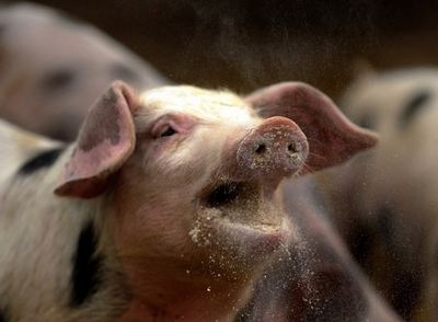 ブタの耳・足・しっぽも珍重する中国に、ドイツ豚肉産業が熱い視線