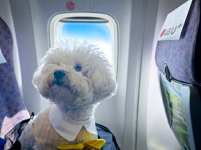 韓国・愛犬同伴の専用機、再び運航へ…4回目、10月26日～28日に金浦―済州往復