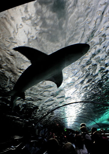 サメがまた観光客襲う、片足失った人も 豪グレートバリアリーフ