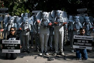 動物愛護団体、ゾウ乗りと動物虐待に抗議