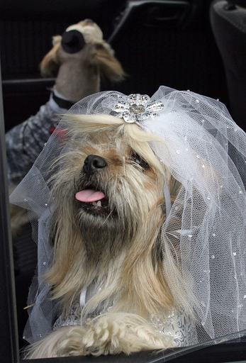 犬の結婚式開催、「世界動物デー」記念イベントで