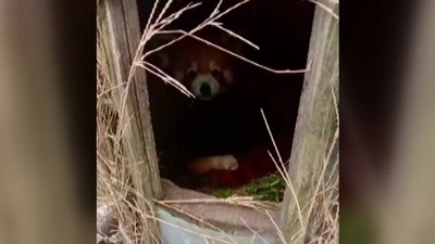 動画:レッサーパンダの赤ちゃん2匹誕生 インド