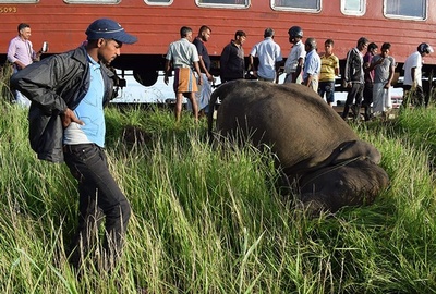 ゾウの子ども3頭、列車と衝突死 スリランカ