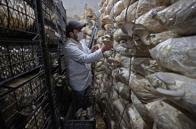 政府軍包囲の5年間に農業学ぶ シリアの若者によるキノコ栽培