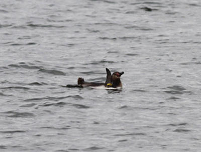 「脱走ペンギン」目撃多数、海保の追跡かわすほど元気