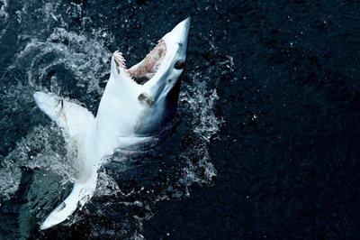 米ノースカロライナ州沖でサメ襲撃、17歳少女 左脚を切断