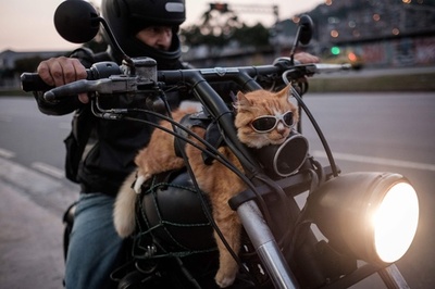 飼い主とずっと一緒でご満悦？ リオの「バイク乗りネコ」