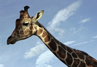 アフリカのキリン亜種、切迫する絶滅の危機