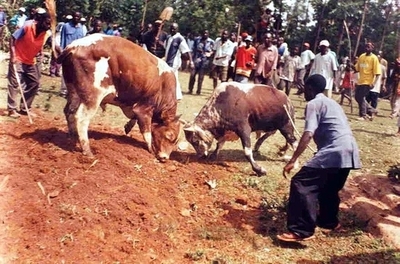 「オバマツアー」の闘牛イベントにケニア政府が「待った」