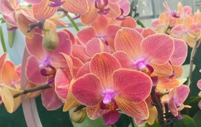 中国人 「コチョウランの自由」を実現