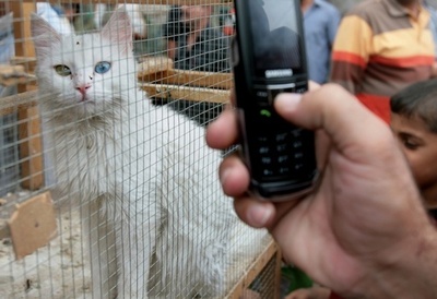 ロシアの矯正施設で携帯電話の運び屋捕まる、正体はネコ