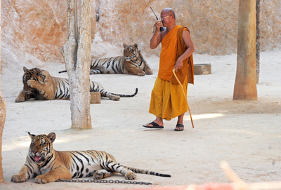 猛獣だけどとっても人懐こいんです、タイ「トラ寺院」のトラたち