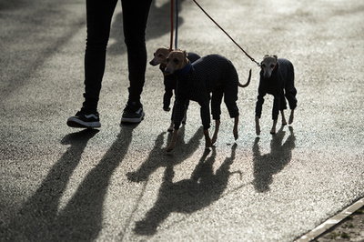 犬がサル痘感染 初報告受けWHOが注意喚起