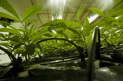 刑務所内の畑で堂々と大麻栽培、仏受刑者