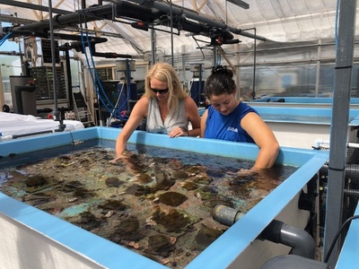 米水族館、大西洋サンゴの人工繁殖に初成功 保護に望み