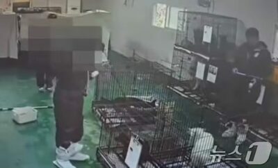 「麻酔なしで捨て犬37匹安楽死」…韓国・動物保護センターで違法行為