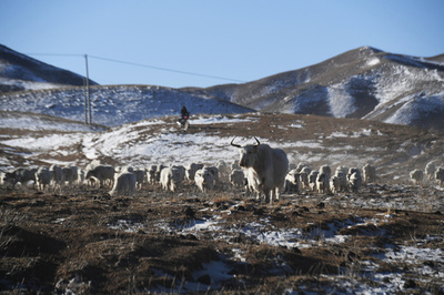 親子2代、中国の白ヤクを守る 甘粛省