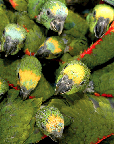 野生動物を自然に返すブラジルの保護センター