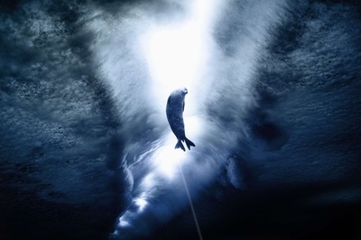 南極の美しい動物たち