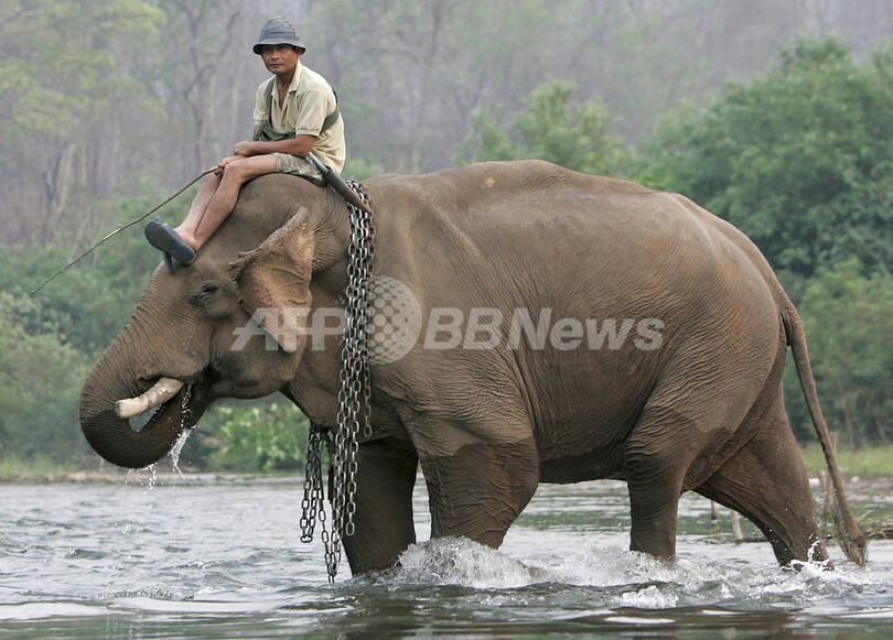 タイで野生のゾウに踏みつぶされ2人が死傷 写真1枚 国際ニュース Afpbb News