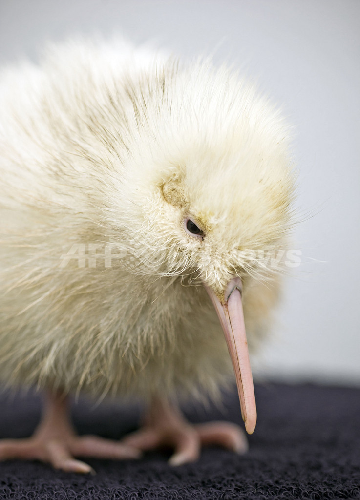 真っ白のキウイ誕生、ニュージーランド
