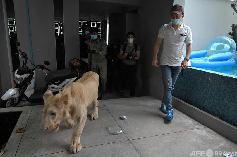 保護された密輸ライオン、首相の一声で中国人飼い主の元へ カンボジア
