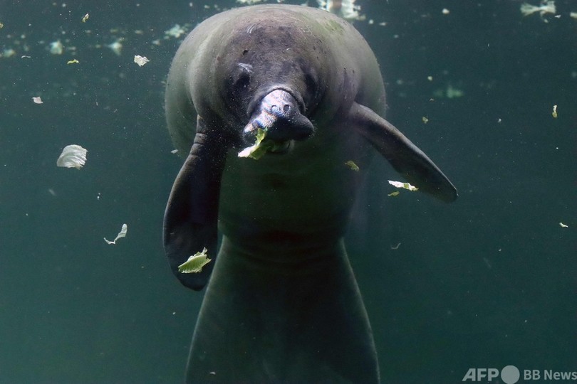 初めまして 動物園でマナティー飼育へ 保護計画の一環 メキシコ 写真17枚 国際ニュース Afpbb News