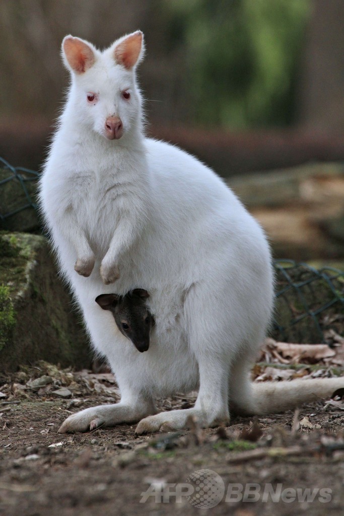 親子です！チェコの赤ちゃんカンガルー