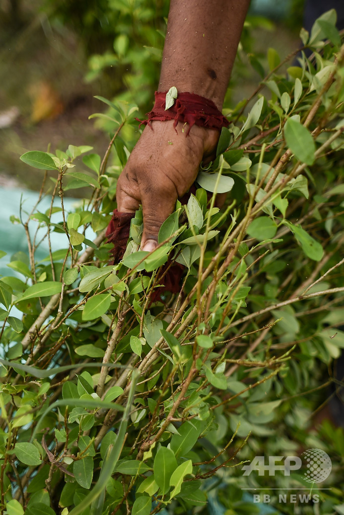 「他に手段はない」…麻薬組織のコカ農園で働くベネズエラ移民 コロンビア【再掲】